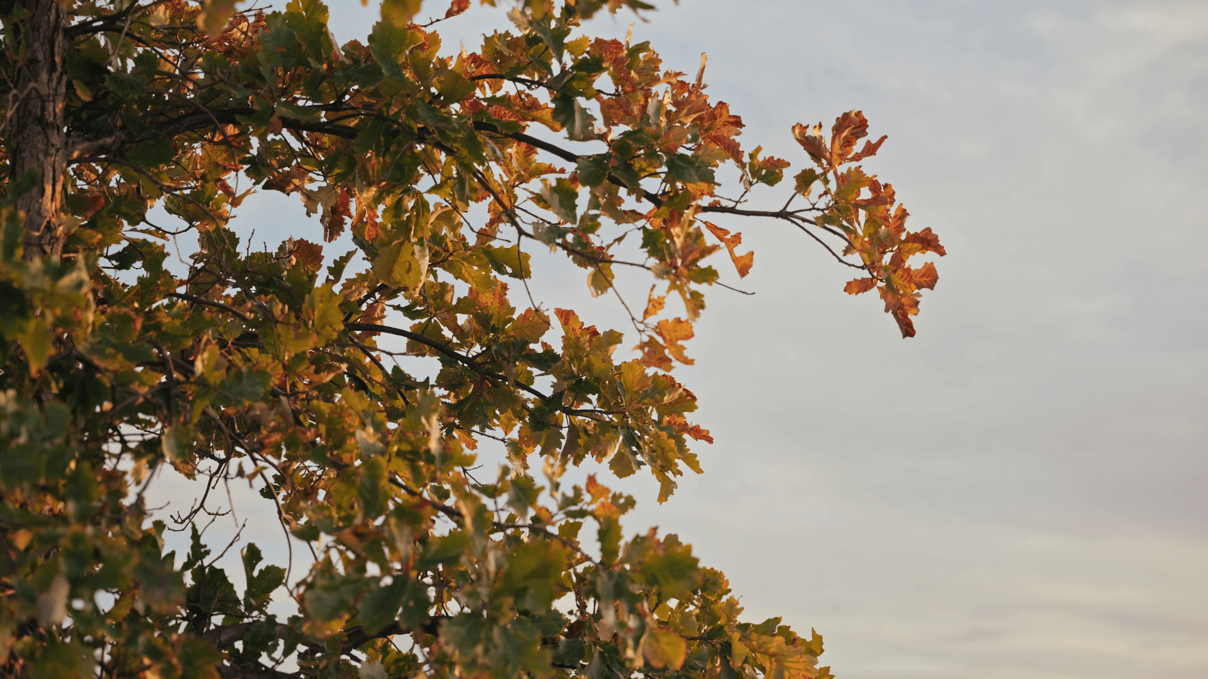 Photo of leaves in the fall